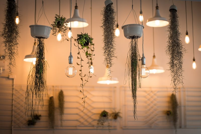 Hanging Plants