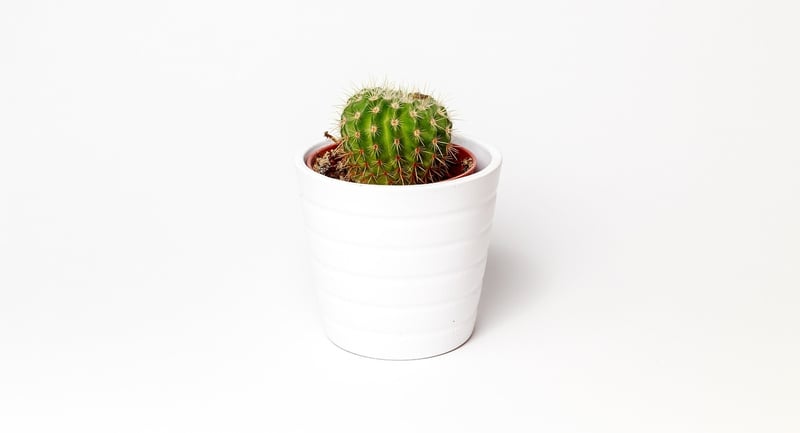 Succulent